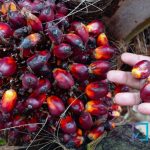 harga-kelapa-sawit-mitra-swadaya-na